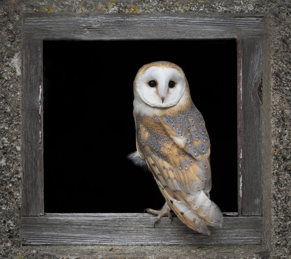 Обои сова, стена, доски, птица, черный фон, окно, отверстие, сипуха, owl, wall, board, bird, black background, window, hole, the barn owl разрешение 4096x3950 Загрузить