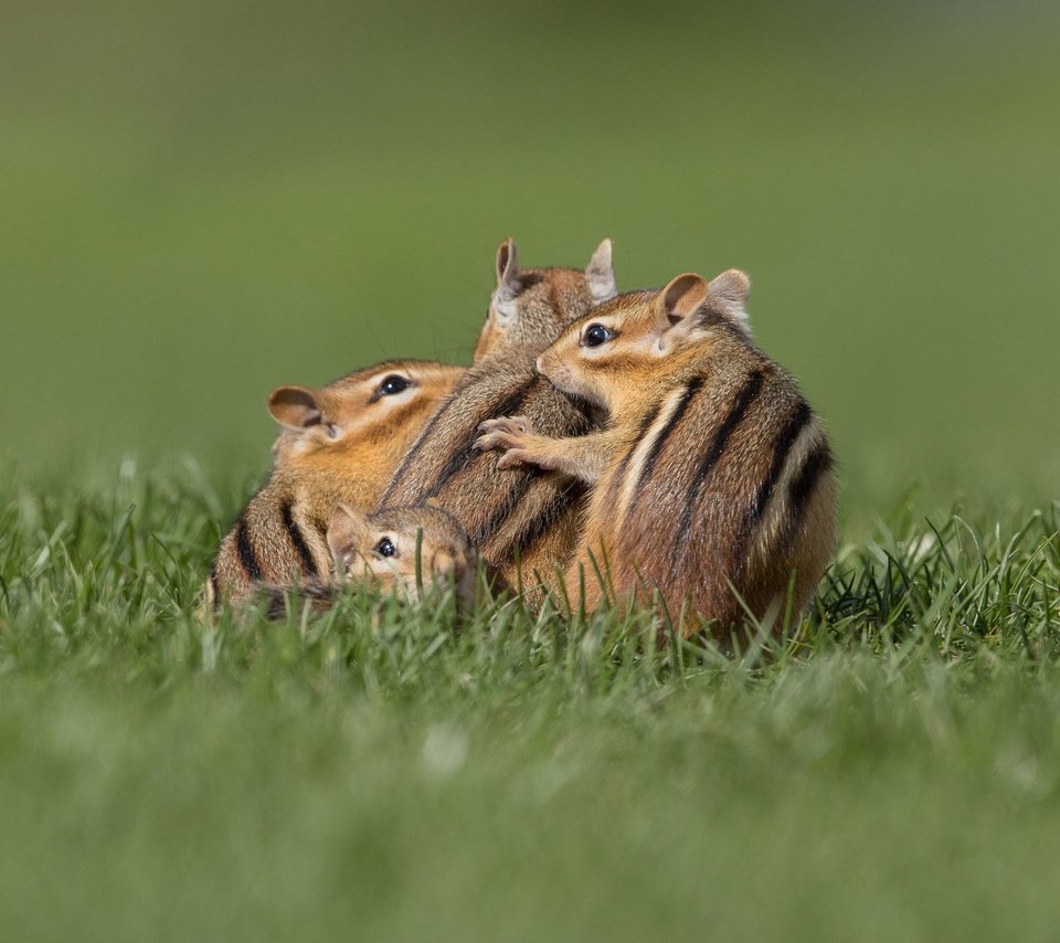 Обои трава, поза, поляна, бурундук, бурундуки, grass, pose, glade, chipmunk, chipmunks разрешение 3071x2299 Загрузить