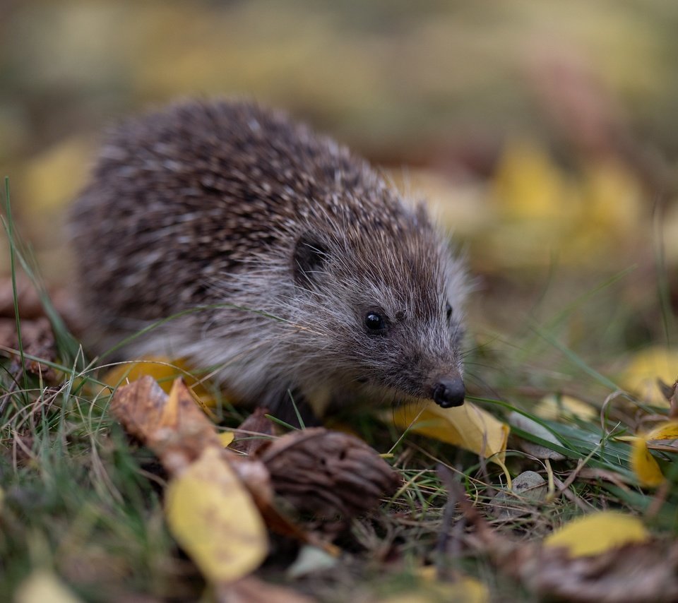 Обои трава, листья, осень, прогулка, ежик, еж, боке, grass, leaves, autumn, walk, hedgehog, bokeh разрешение 2048x1365 Загрузить