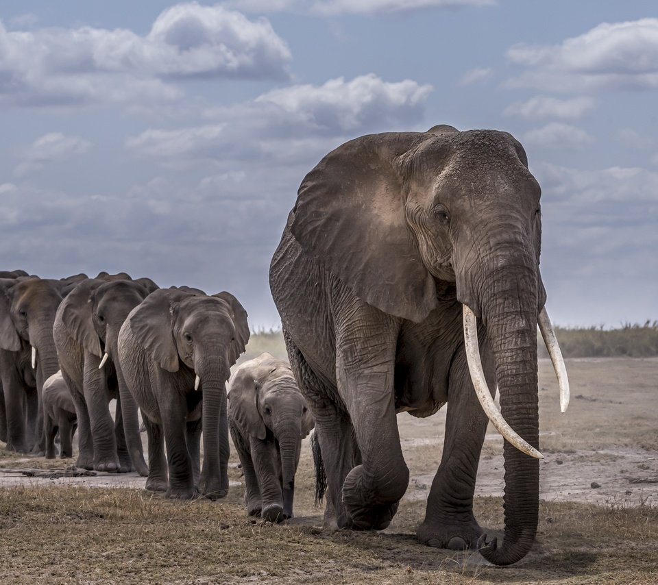 Обои африка, слоны, africa, elephants разрешение 3840x2160 Загрузить