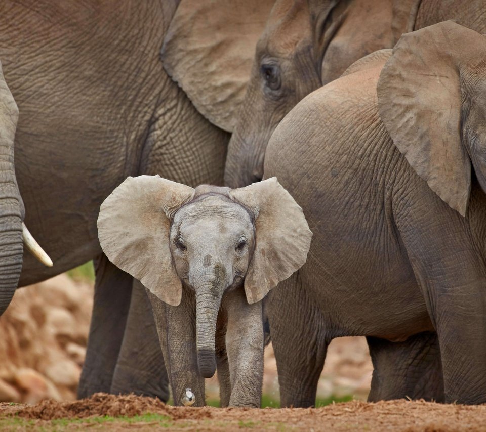 Обои африка, юар, слоны, стадо, слоненок, africa, south africa, elephants, the herd, elephant разрешение 5093x2865 Загрузить