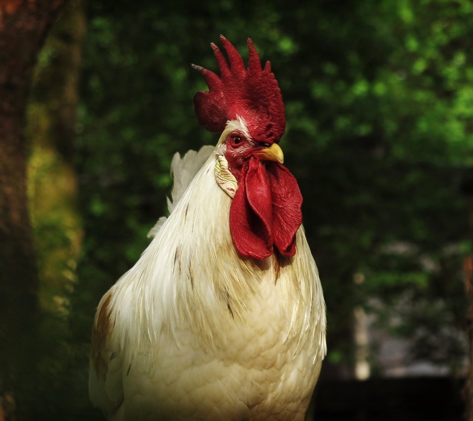 Обои белый, птица, клюв, темный фон, перья, петух, white, bird, beak, the dark background, feathers, cock разрешение 3072x1728 Загрузить