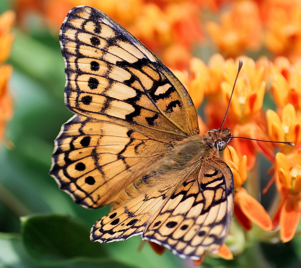 Обои цветы, бабочка, оранжевые, боке, flowers, butterfly, orange, bokeh разрешение 2880x1620 Загрузить