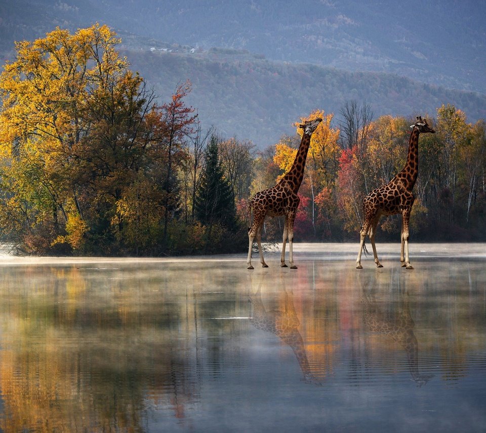 Обои деревья, отражение, осень, водоем, рендеринг, жирафы, trees, reflection, autumn, pond, rendering, giraffes разрешение 2880x1964 Загрузить