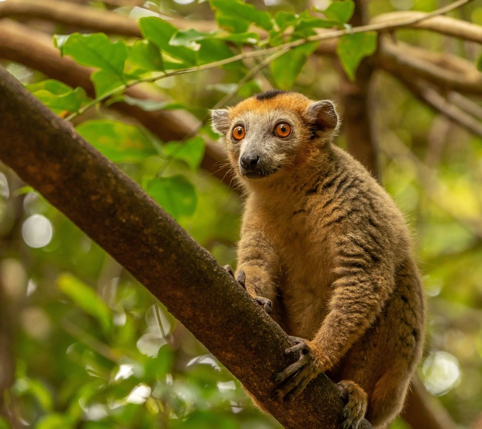 Обои дерево, лемур, мадагаскар, примат, tree, lemur, madagascar, the primacy of разрешение 5451x3634 Загрузить