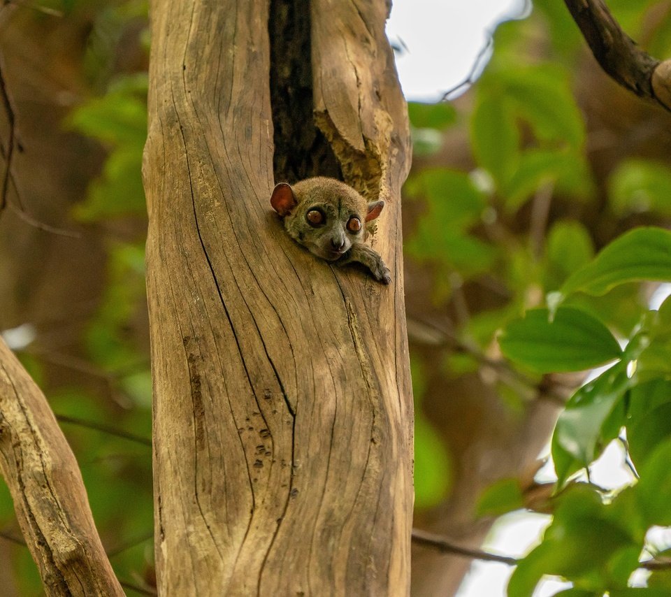 Обои дерево, листва, взгляд, малыш, зверек, лемур, детеныш, tree, foliage, look, baby, animal, lemur, cub разрешение 2560x1706 Загрузить