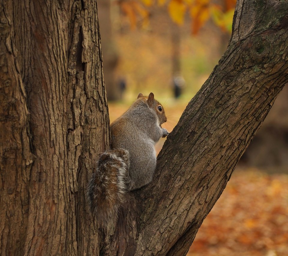 Обои дерево, осень, серая, белка, tree, autumn, grey, protein разрешение 4608x3456 Загрузить