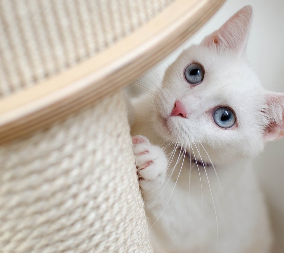 Обои кот, кошка, взгляд, ошейник, голубые глаза, cat, look, collar, blue eyes разрешение 4928x3264 Загрузить