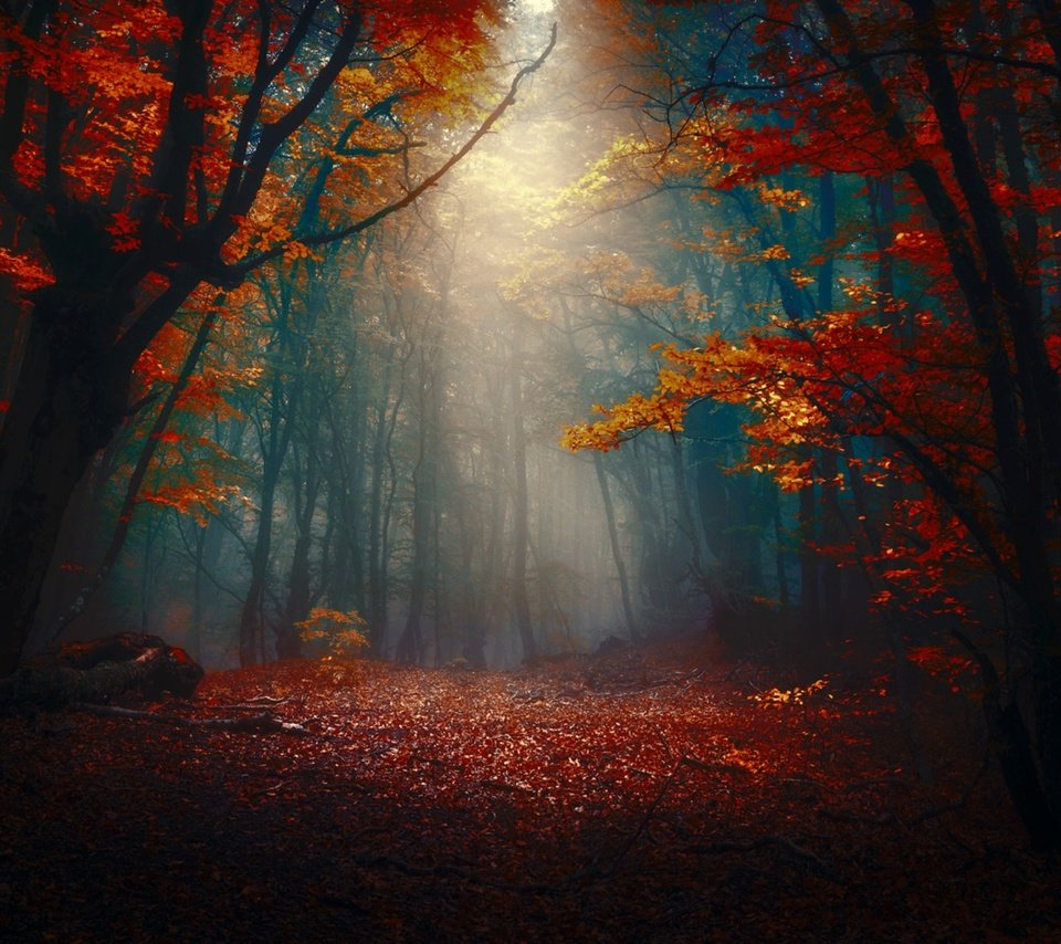Обои лес, туман, осень, forest, fog, autumn разрешение 1920x1204 Загрузить