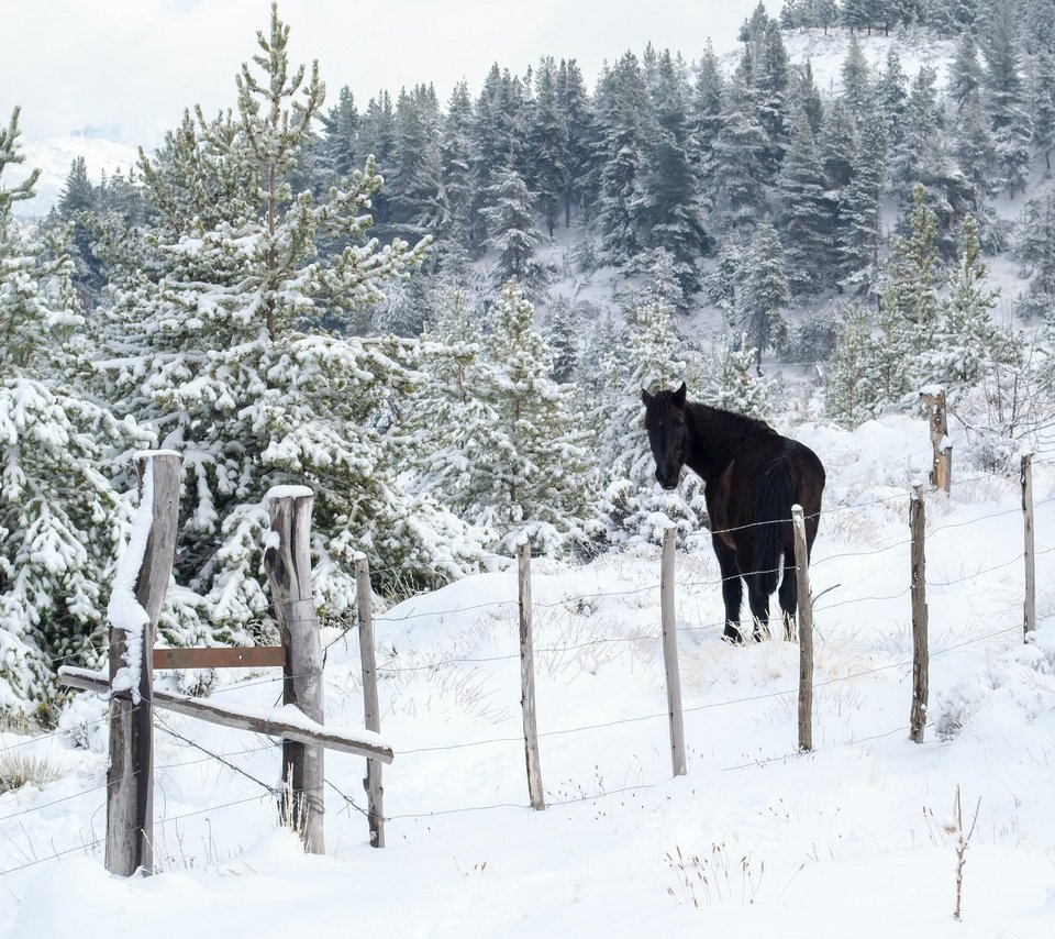 Обои лошадь, снег, природа, лес, зима, забор, ограждение, ели, конь, horse, snow, nature, forest, winter, the fence, ate разрешение 3202x2171 Загрузить