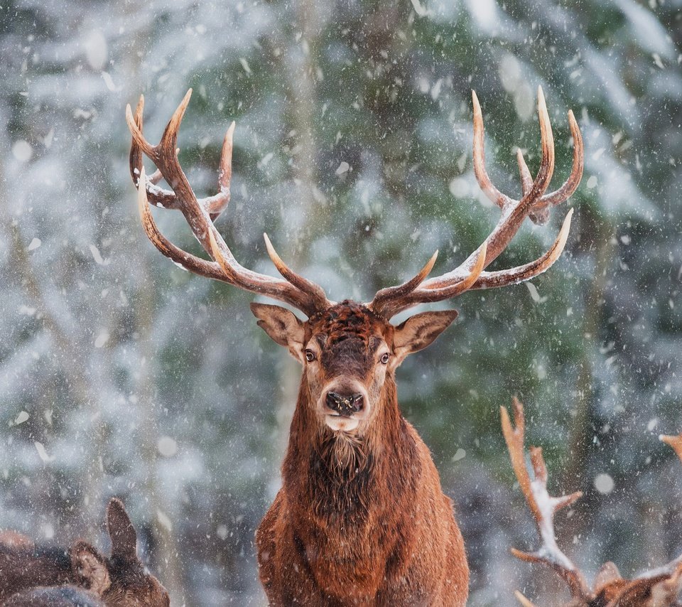 Обои морда, снег, олень, зима, взгляд, рога, олени, снегопад, face, snow, deer, winter, look, horns, snowfall разрешение 2880x1920 Загрузить