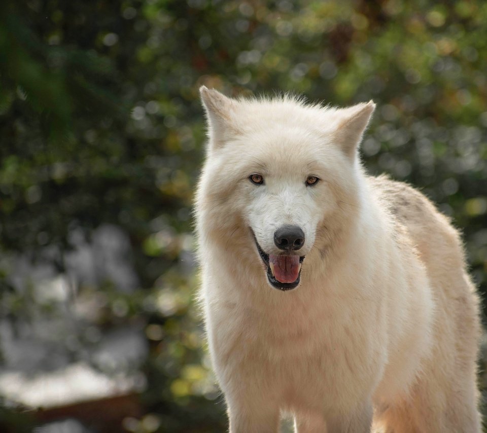 Обои морда, взгляд, белый, язык, волк, полярный, face, look, white, language, wolf, polar разрешение 3840x2527 Загрузить