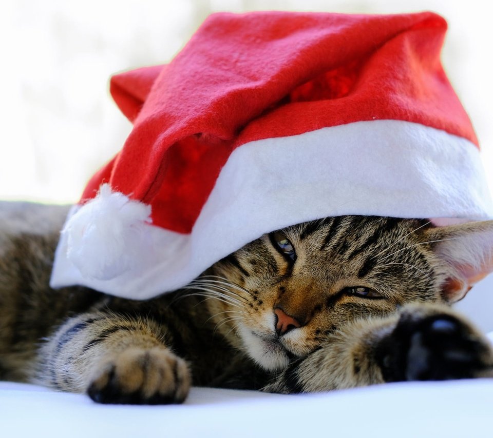 Обои новый год, постель, кот, боке, кошка, взгляд, лежит, мордашка, окно, праздник, рождество, christmas, new year, bed, cat, bokeh, look, lies, face, window, holiday разрешение 2000x1232 Загрузить