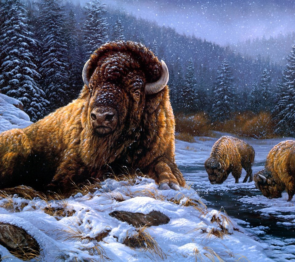 Обои снег, зима, бизоны, бизон, snow, winter, buffalo разрешение 3003x2036 Загрузить
