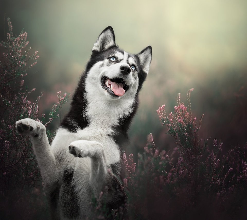 Обои собака, хаски, стойка, вереск, dog, husky, stand, heather разрешение 2048x1365 Загрузить