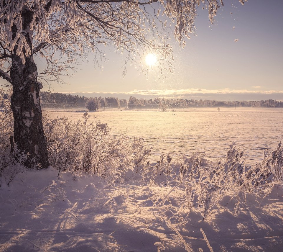 Обои солнце, снег, дерево, берег, зима, утро, поле, иней, the sun, snow, tree, shore, winter, morning, field, frost разрешение 5622x3748 Загрузить