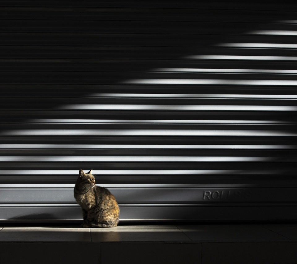 Обои свет, кошка, light, cat разрешение 2500x1667 Загрузить