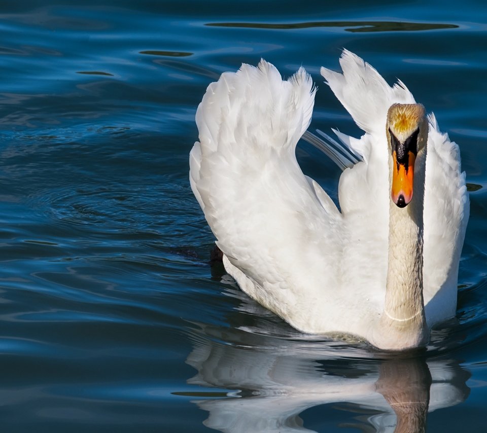 Обои вода, природа, белый, водоем, птица, плавание, лебедь, синий фон, water, nature, white, pond, bird, swimming, swan, blue background разрешение 4896x3264 Загрузить