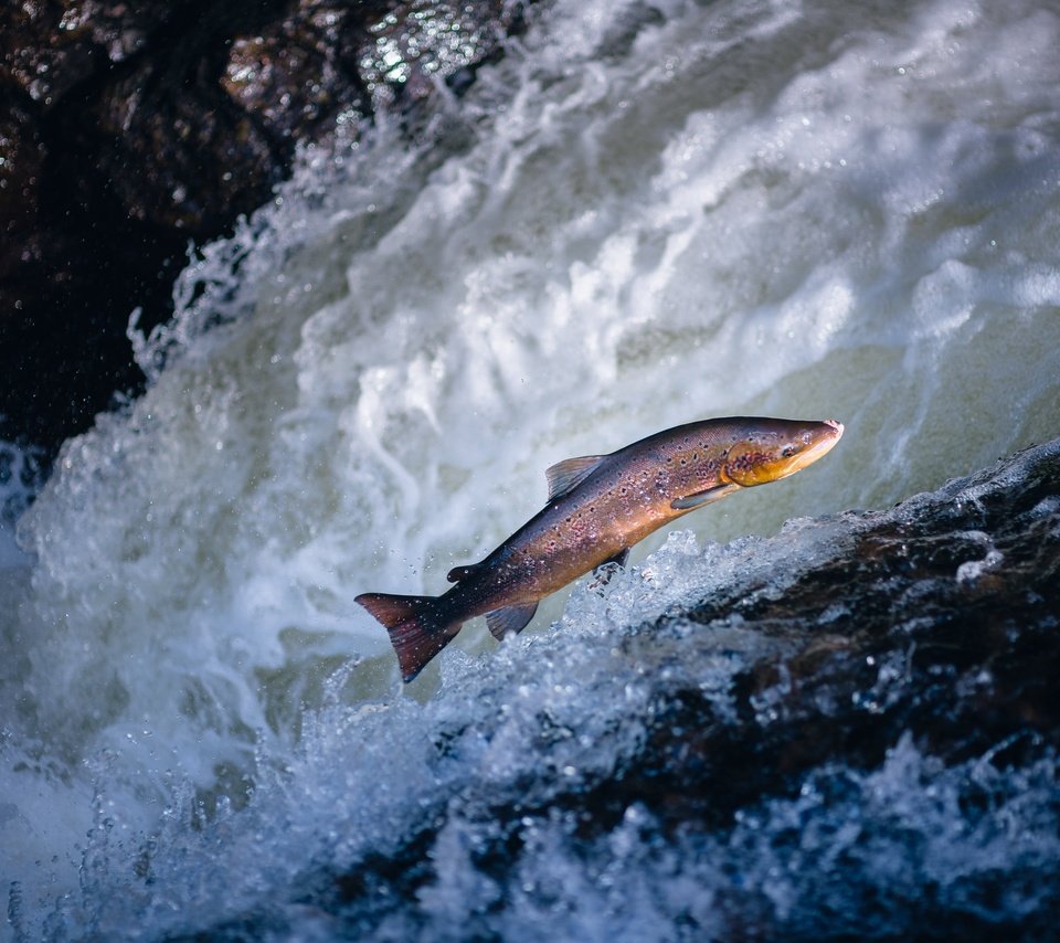 Обои вода, волна, водоем, прыжок, рыба, форель, water, wave, pond, jump, fish, trout разрешение 2048x1365 Загрузить