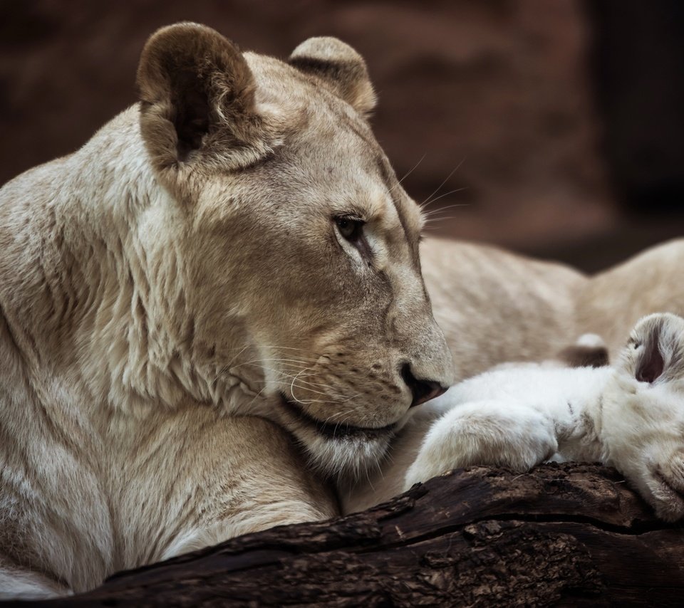 Обои львица, lioness разрешение 3840x2400 Загрузить