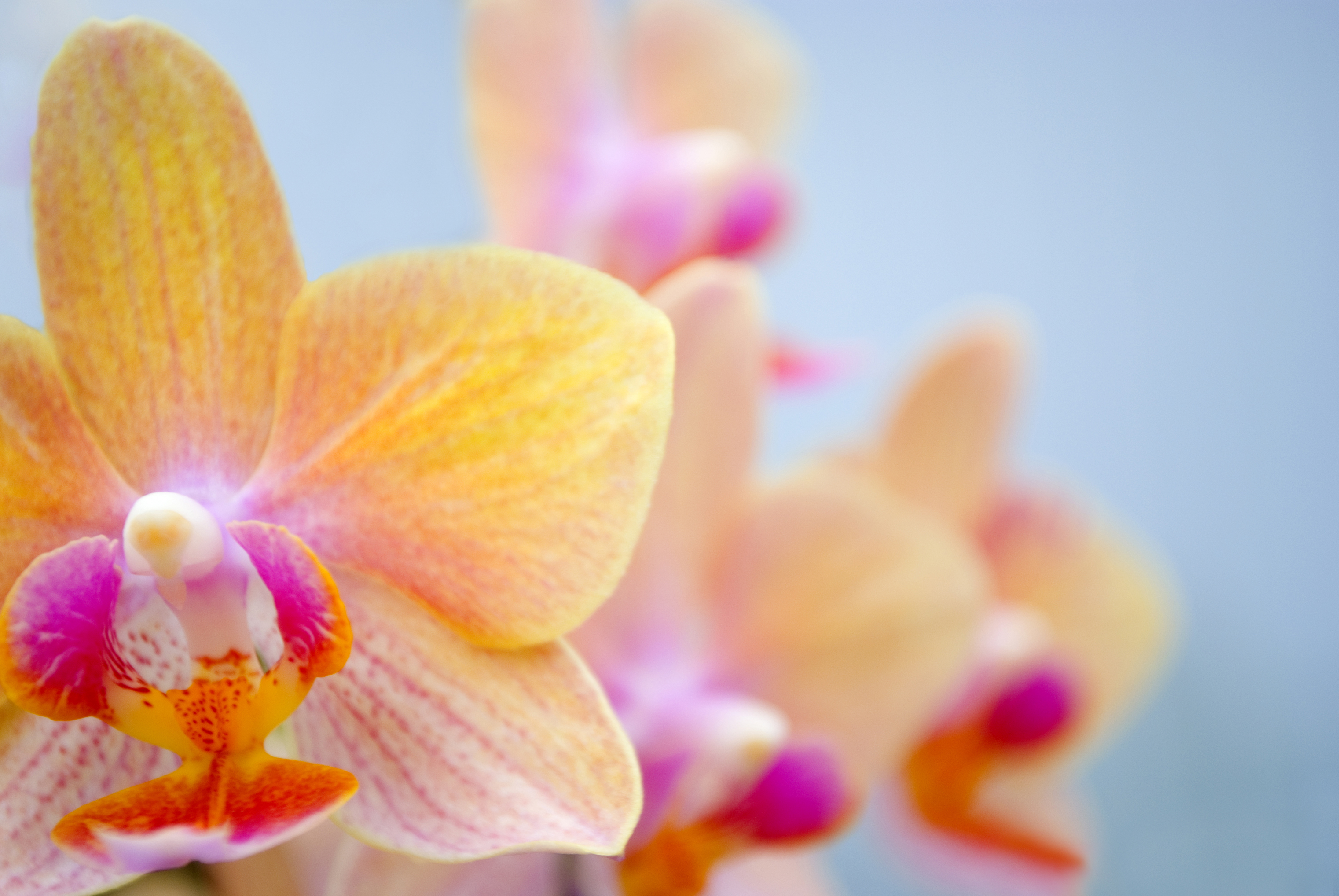 Обои цветок, орхидея, орхидею, flower, orchid разрешение 3043x2036 Загрузить