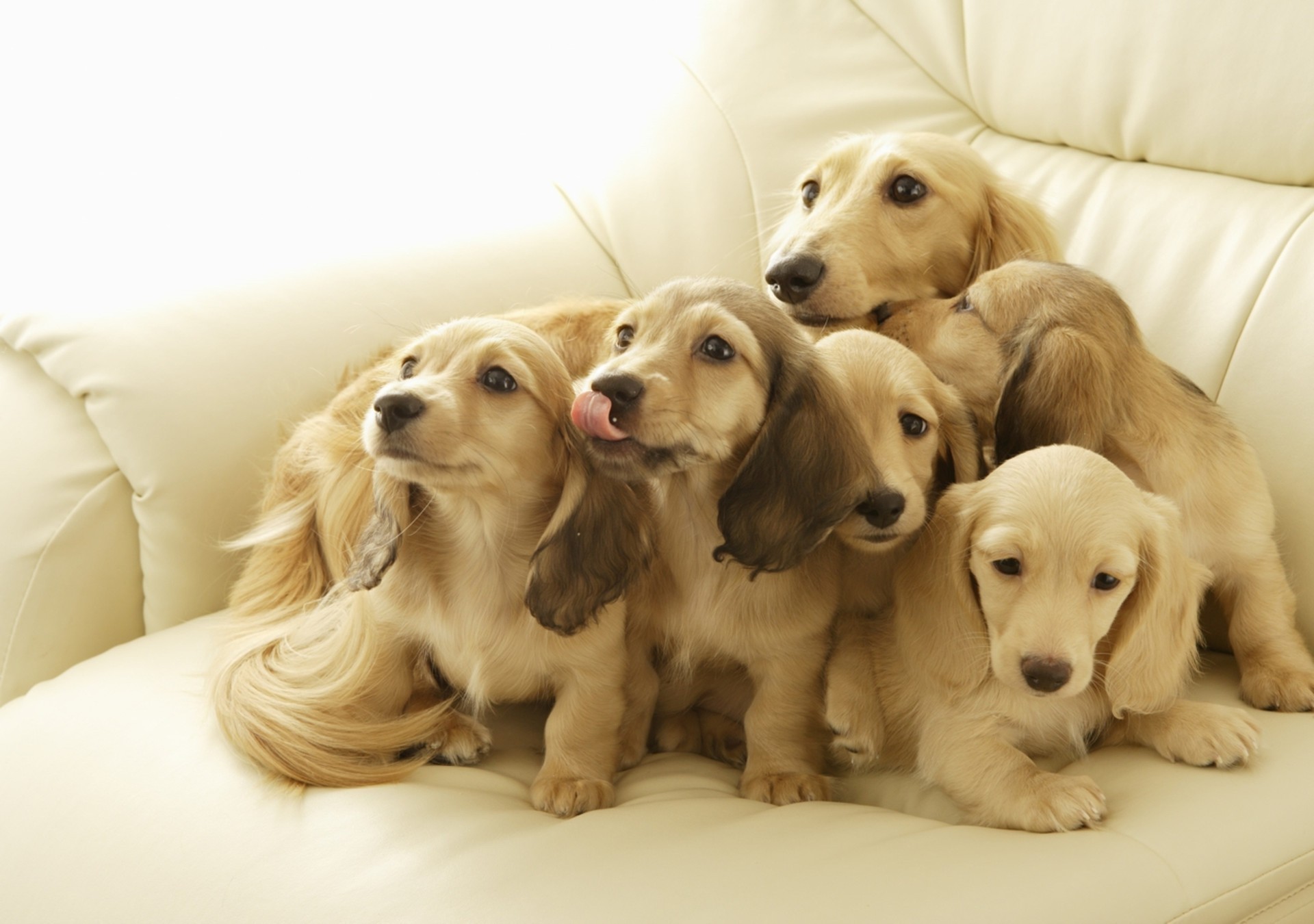 Обои щенки, язык, диван, собаки.щенки, puppies, language, sofa, dog.puppies разрешение 1920x1350 Загрузить