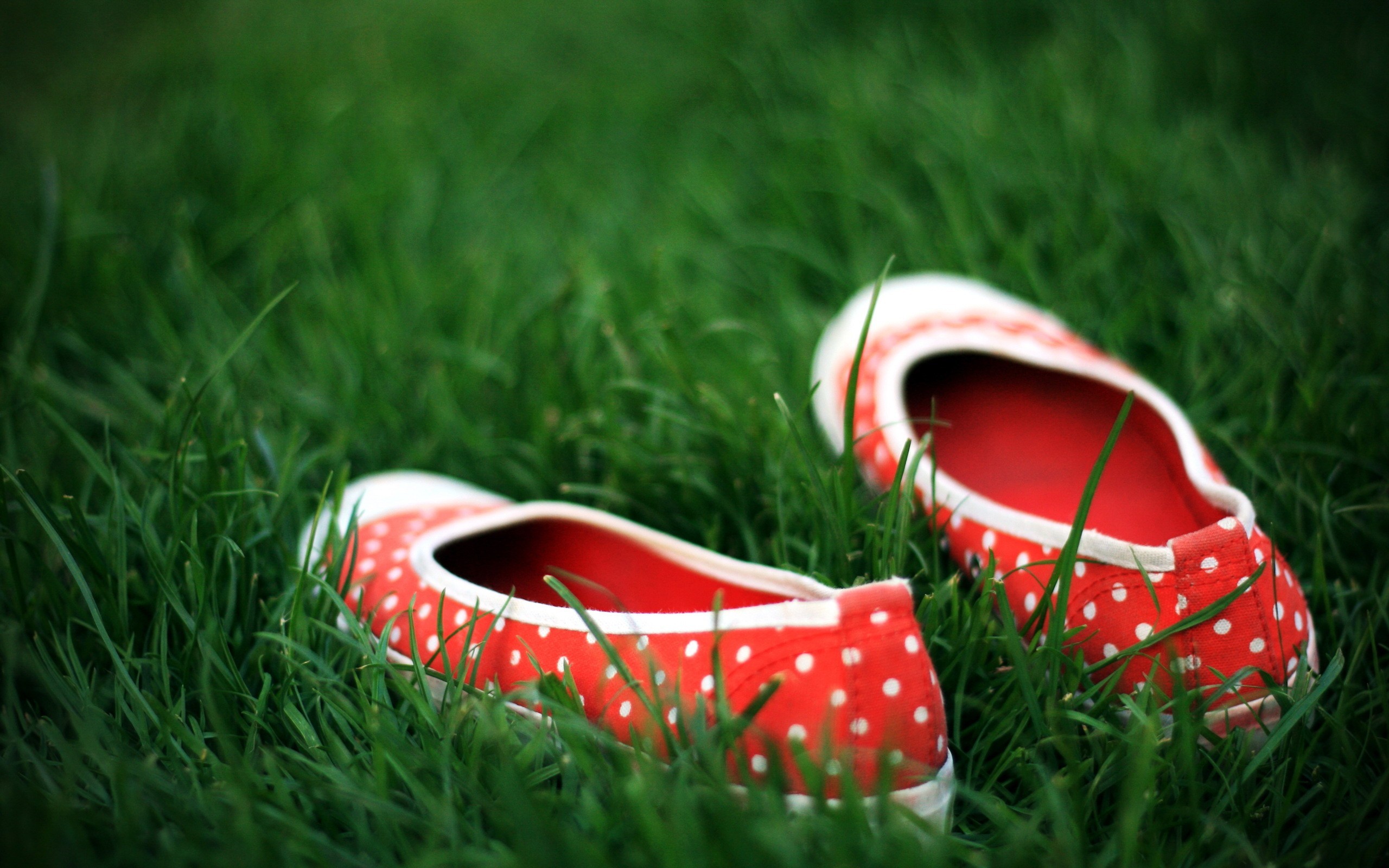 Обои трава, зелёный, обувь, горошек, grass, green, shoes, polka dot разрешение 2560x1600 Загрузить