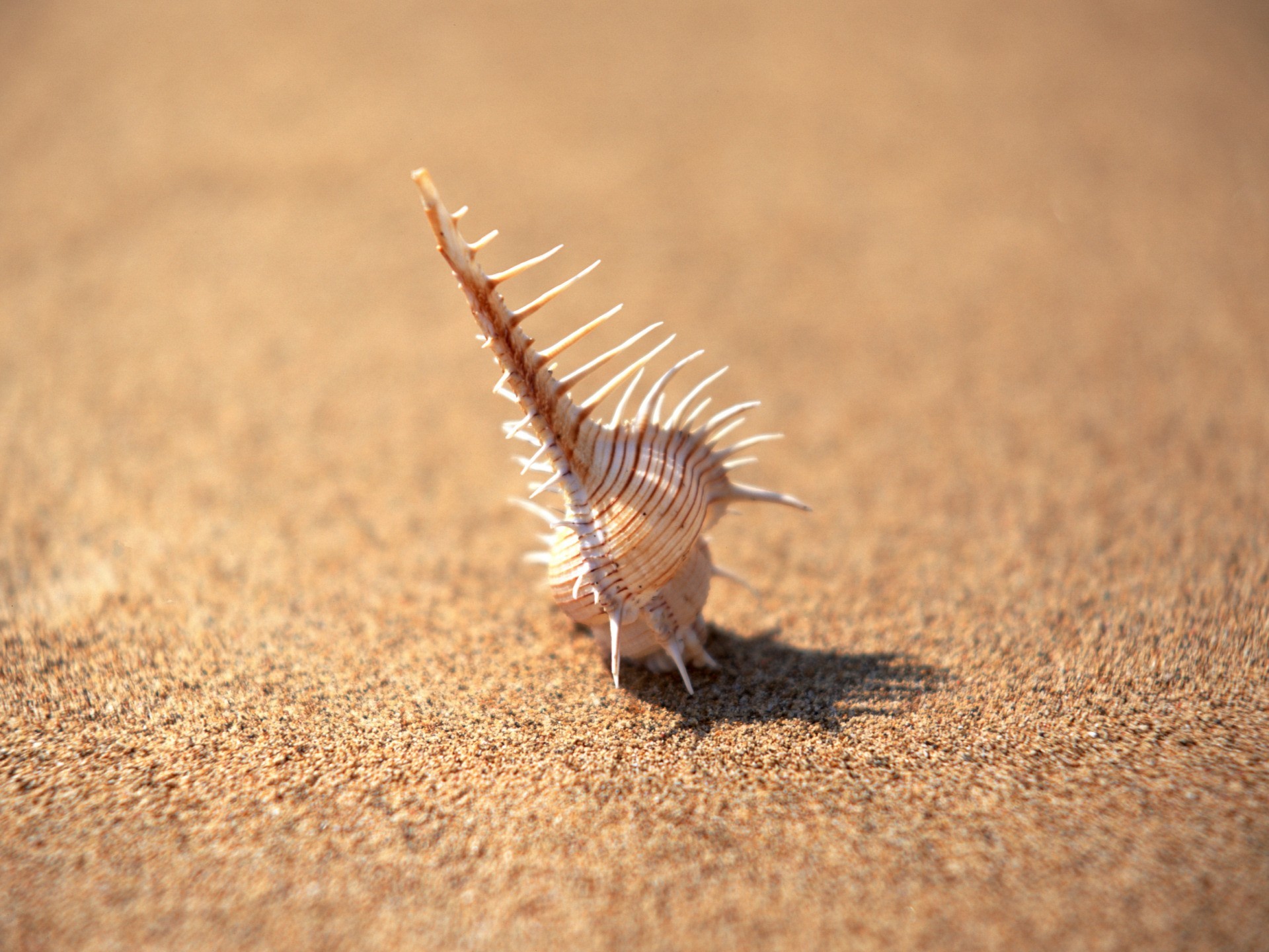 Обои фокус камеры, песок, минимализм, иголки, ракушка, the focus of the camera, sand, minimalism, needles, shell разрешение 1920x1440 Загрузить