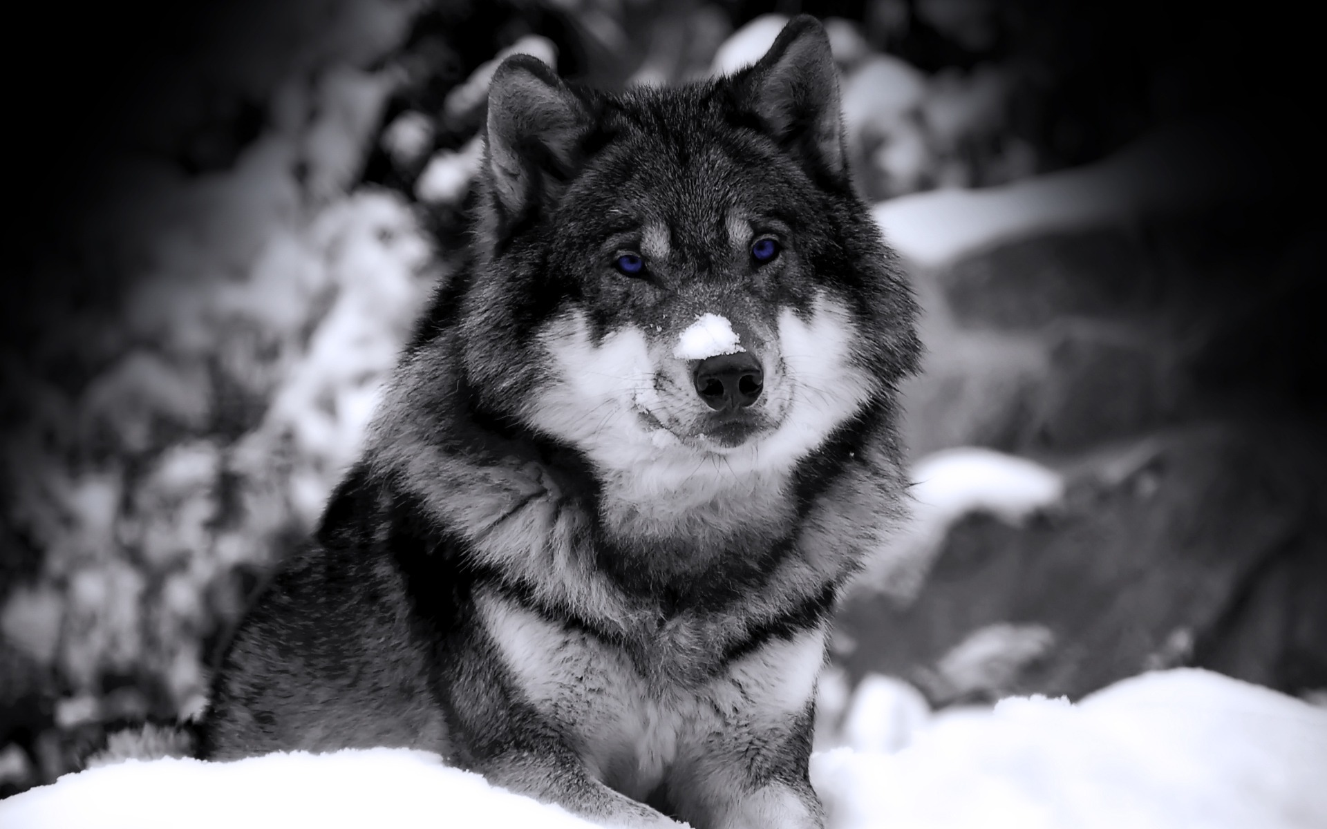 Обои снег, зима, взгляд, хищник, чб, зверь, волк, snow, winter, look, predator, bw, beast, wolf разрешение 1920x1200 Загрузить