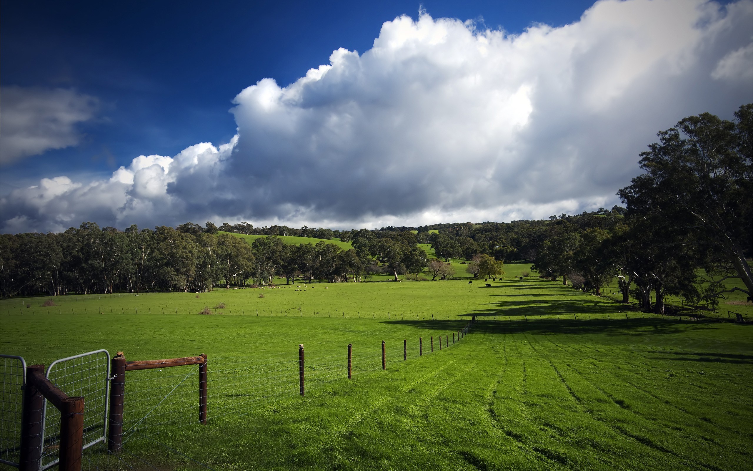 Обои трава, облака, деревья, зелень, поле, забор, следы, пастбище, grass, clouds, trees, greens, field, the fence, traces, pasture разрешение 2560x1600 Загрузить