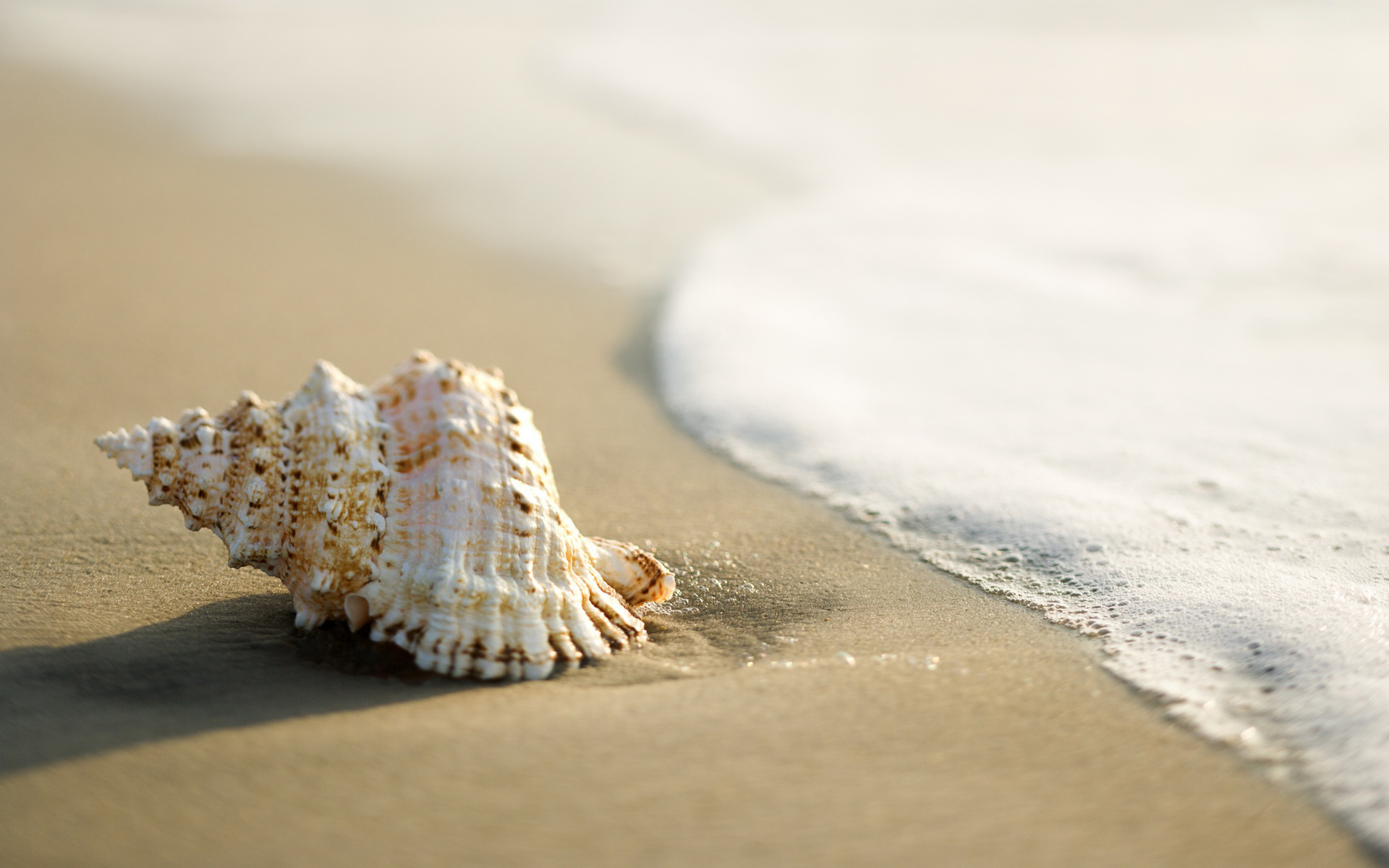 Обои море, песок, прибой, ракушка, sea, sand, surf, shell разрешение 1920x1200 Загрузить