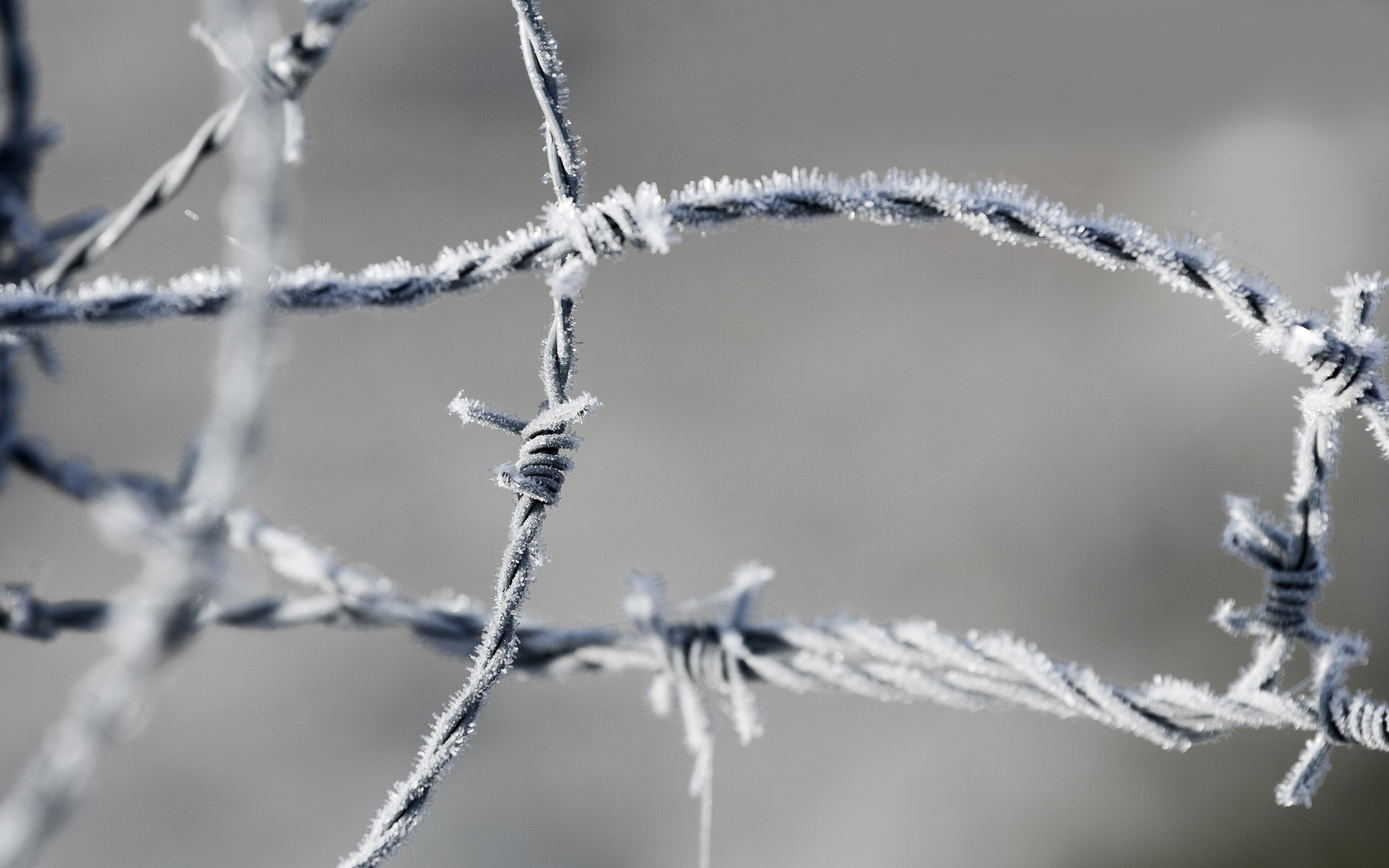 Обои мороз, проволока, иней, колючая проволока, frost, wire, barbed wire разрешение 1920x1200 Загрузить