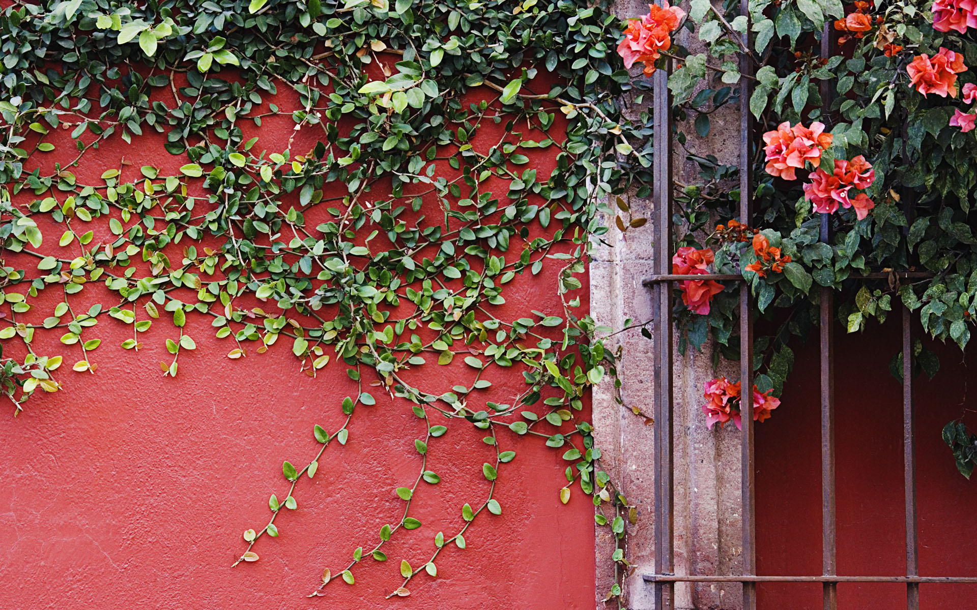 Обои цветы, листья, стена, лианы, flowers, leaves, wall, vines разрешение 1920x1200 Загрузить