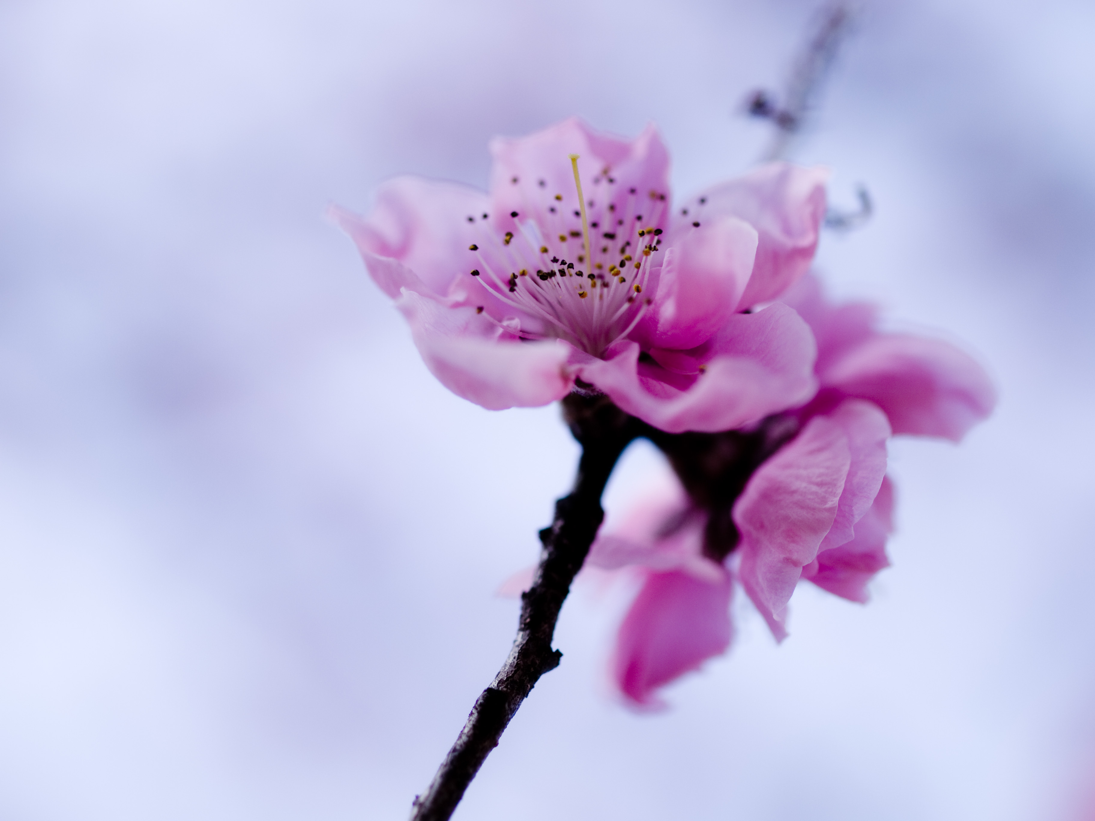 Обои небо, ветка, цветок, весна, розовый, сакура, the sky, branch, flower, spring, pink, sakura разрешение 3648x2736 Загрузить