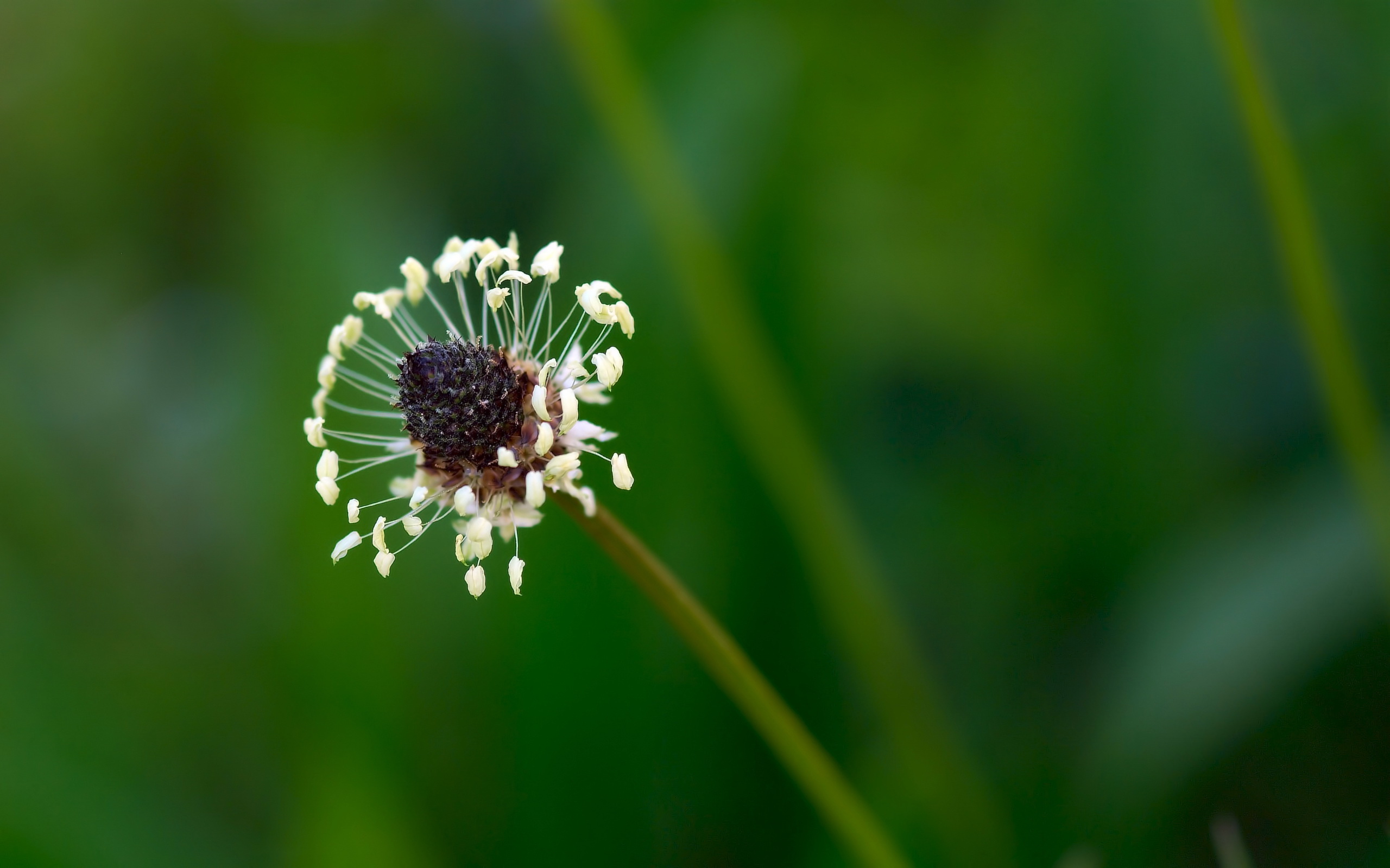 Обои природа, цветок, размытость, стебель, подорожник, nature, flower, blur, stem, plantain разрешение 2560x1600 Загрузить