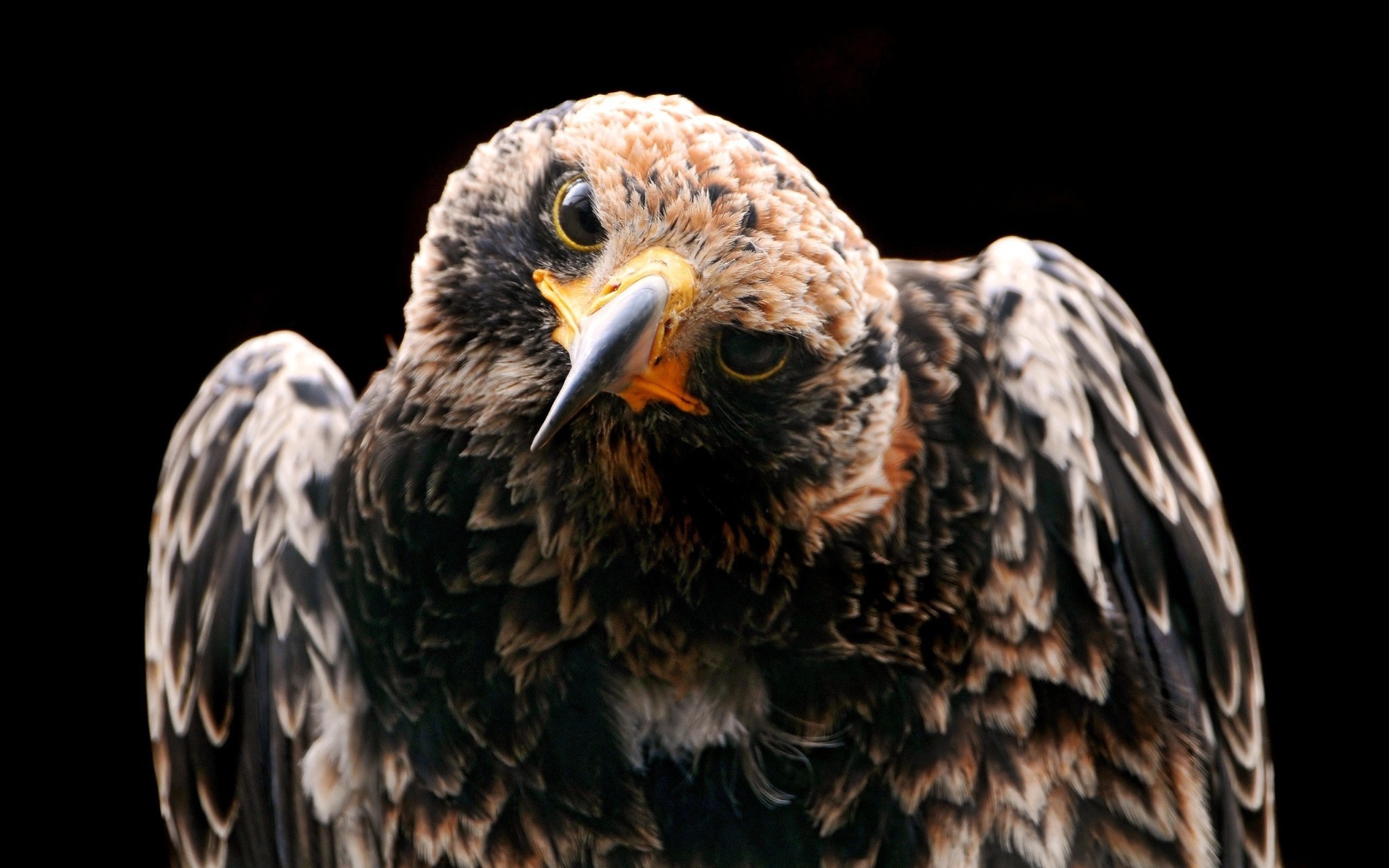 Обои птица, клюв, черный фон, перья, ястреб, хищная птица, bird, beak, black background, feathers, hawk, bird of prey разрешение 2048x1280 Загрузить