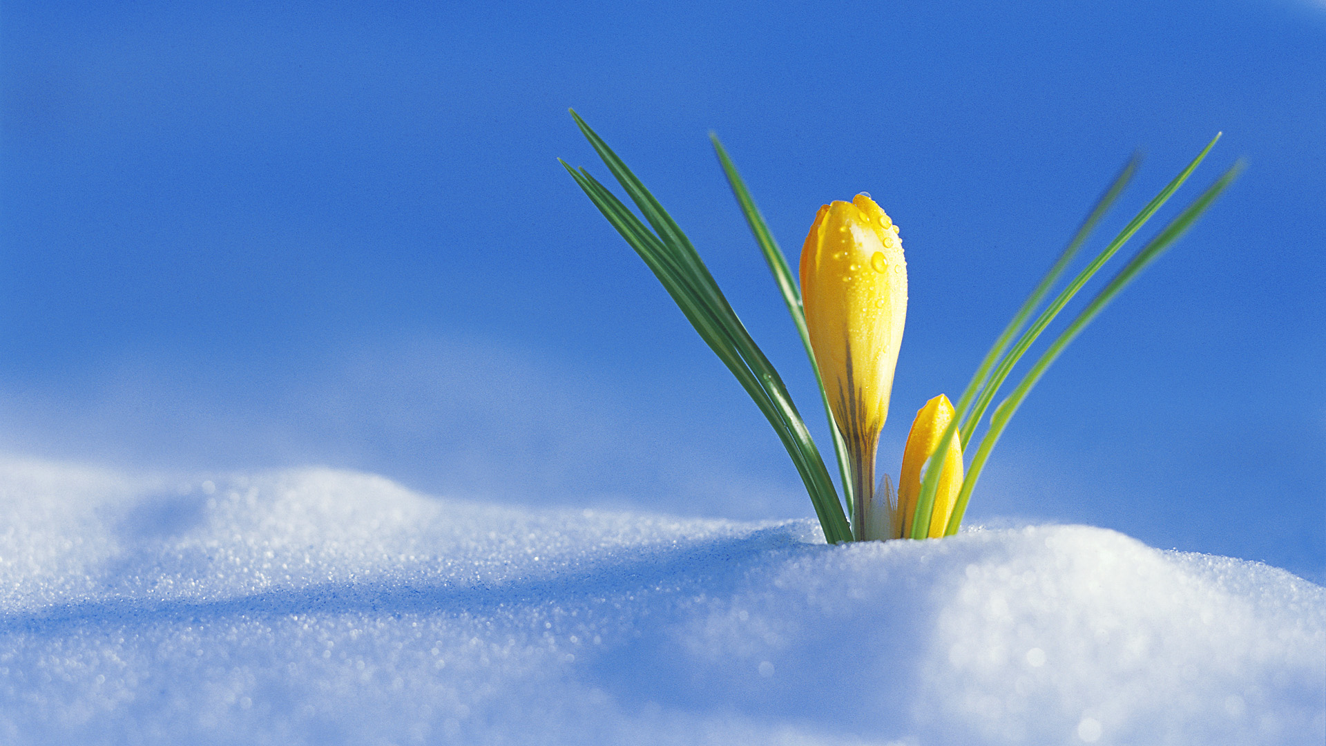 Обои снег, весна, первый крокус, радостно, snow, spring, the first crocus, happily разрешение 1920x1080 Загрузить