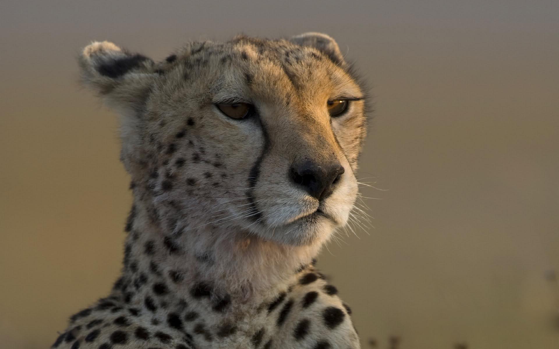Обои взгляд, гепард, look, cheetah разрешение 1920x1200 Загрузить
