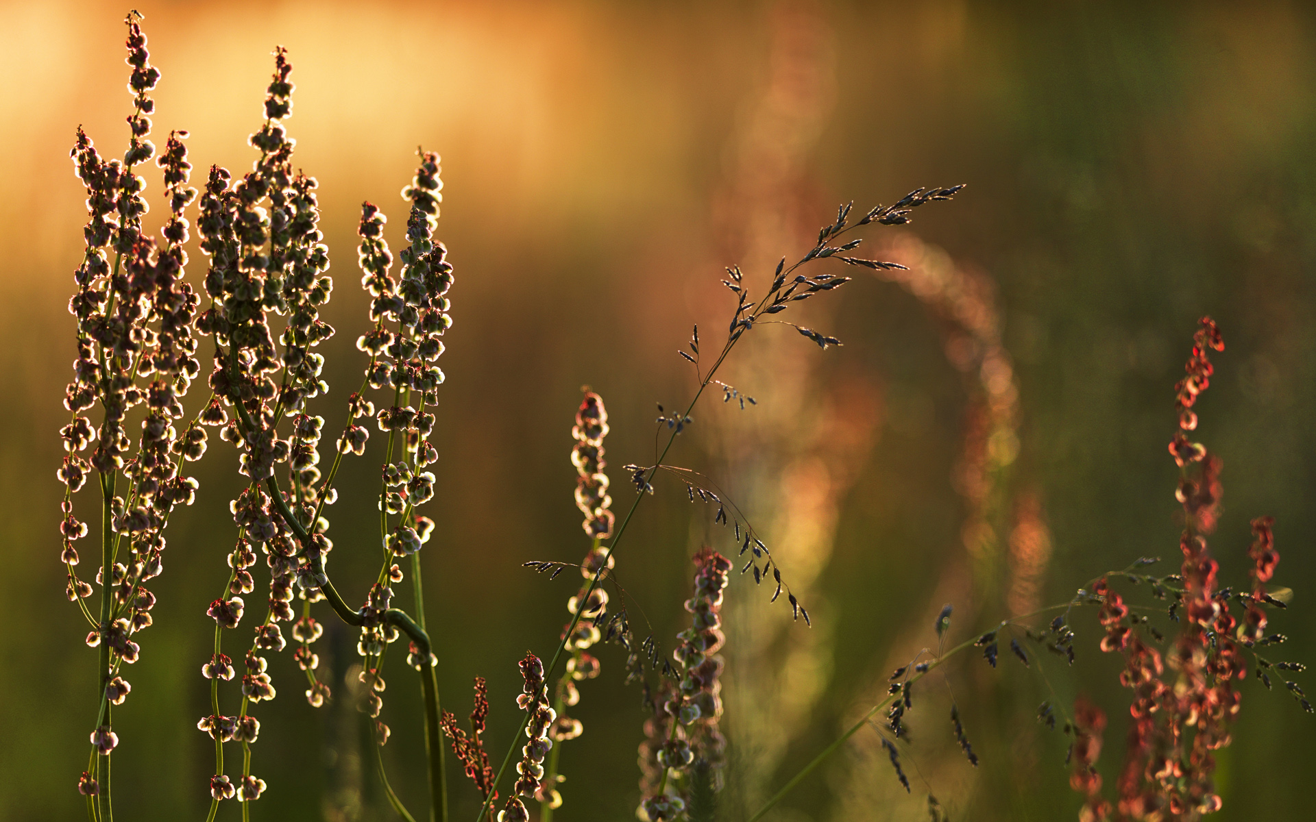 Обои трава, природа, макро, луг, растение, grass, nature, macro, meadow, plant разрешение 1920x1200 Загрузить