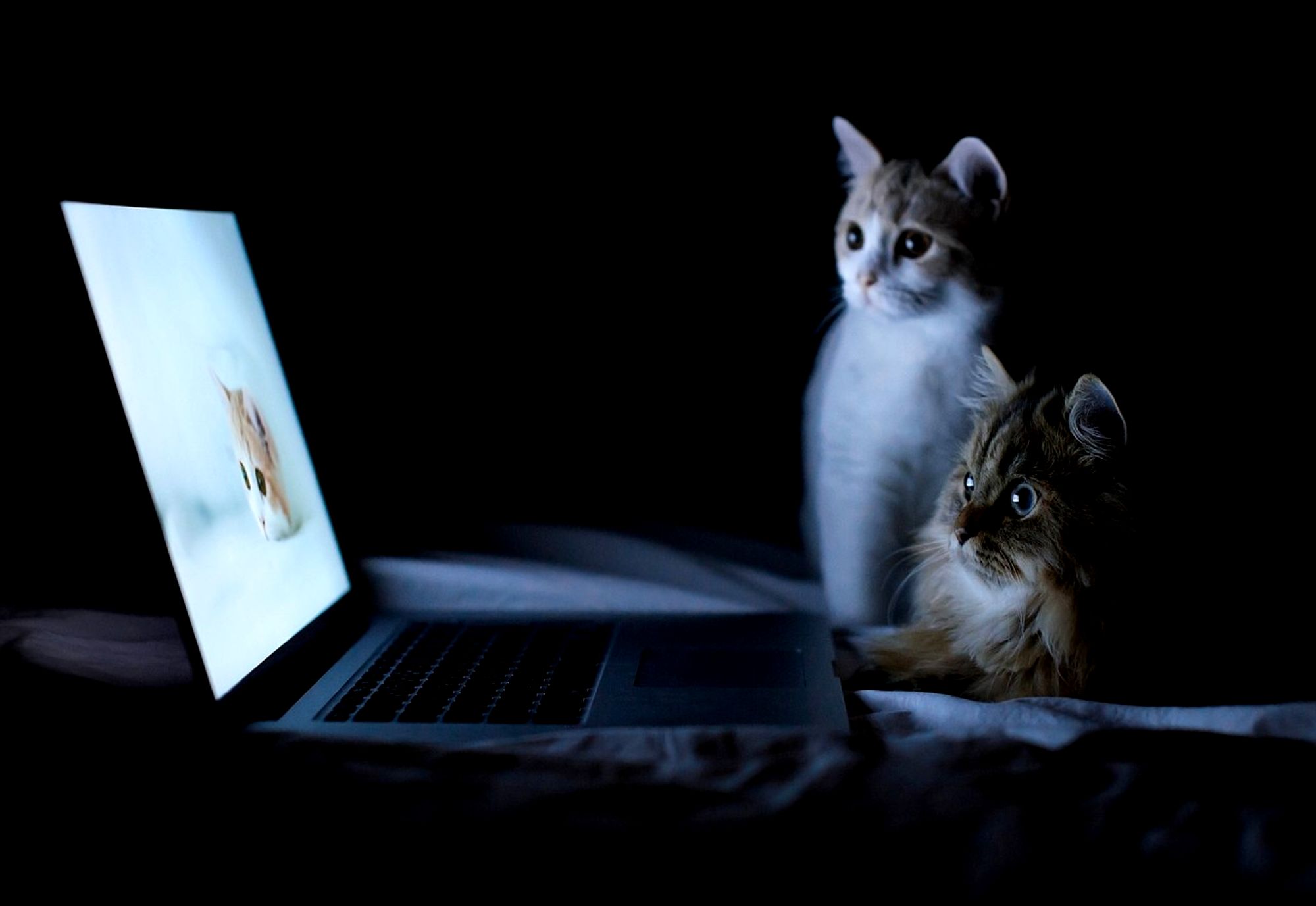 Обои ночь, кошки, ноутбук, night, cats, laptop разрешение 2000x1377 Загрузить
