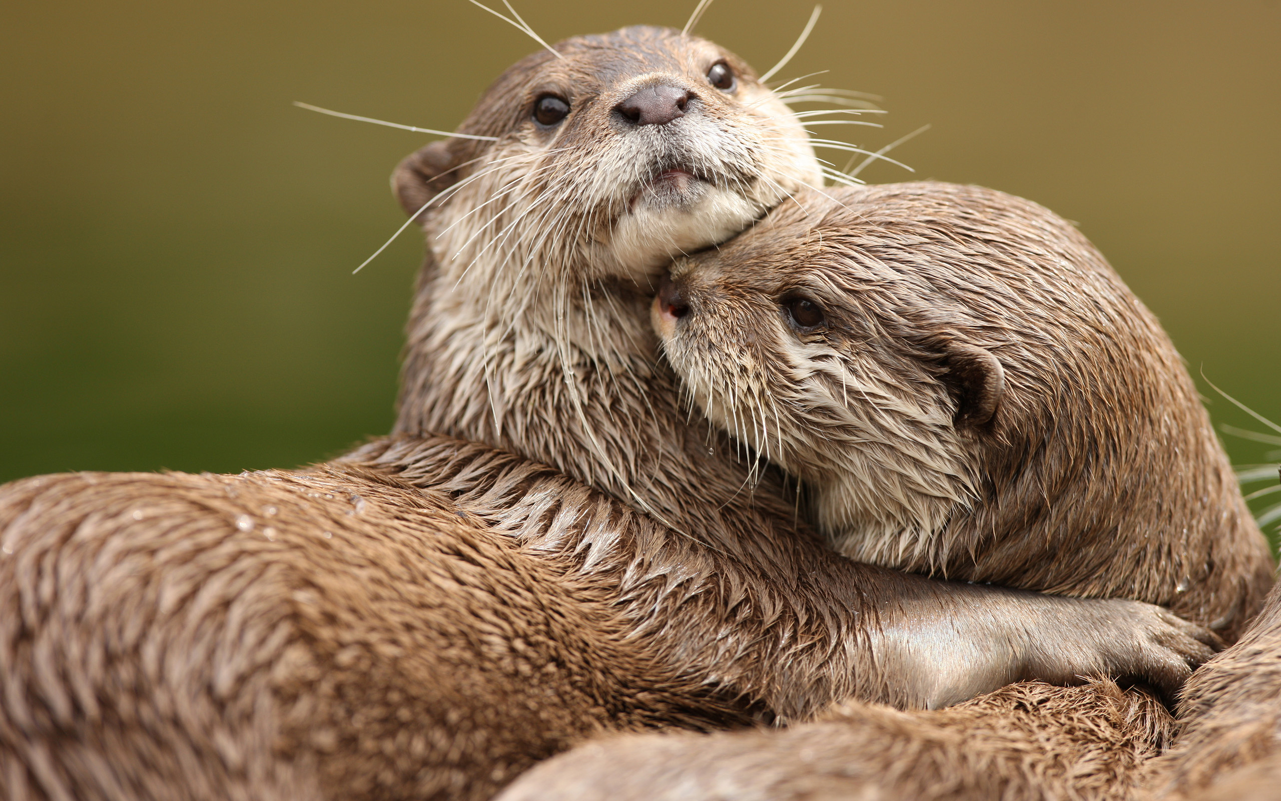 Обои животные, любовь, две, выдры, обнимаются, animals, love, two, otters, hug разрешение 2560x1600 Загрузить