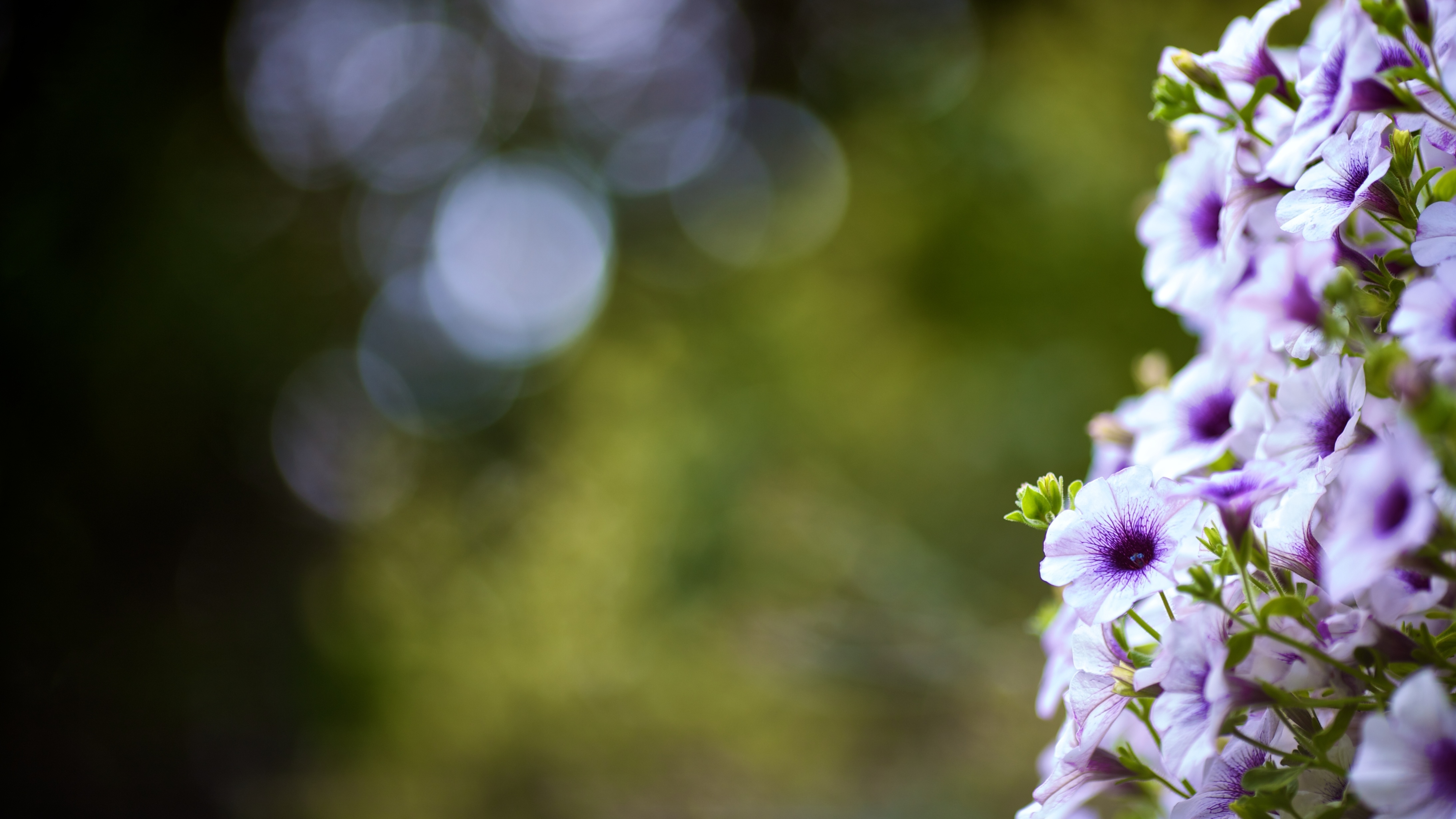 Обои цветы, листья, макро, лето, боке, cvety, leto, makro, listya, boke, flowers, leaves, macro, summer, bokeh разрешение 4372x2460 Загрузить