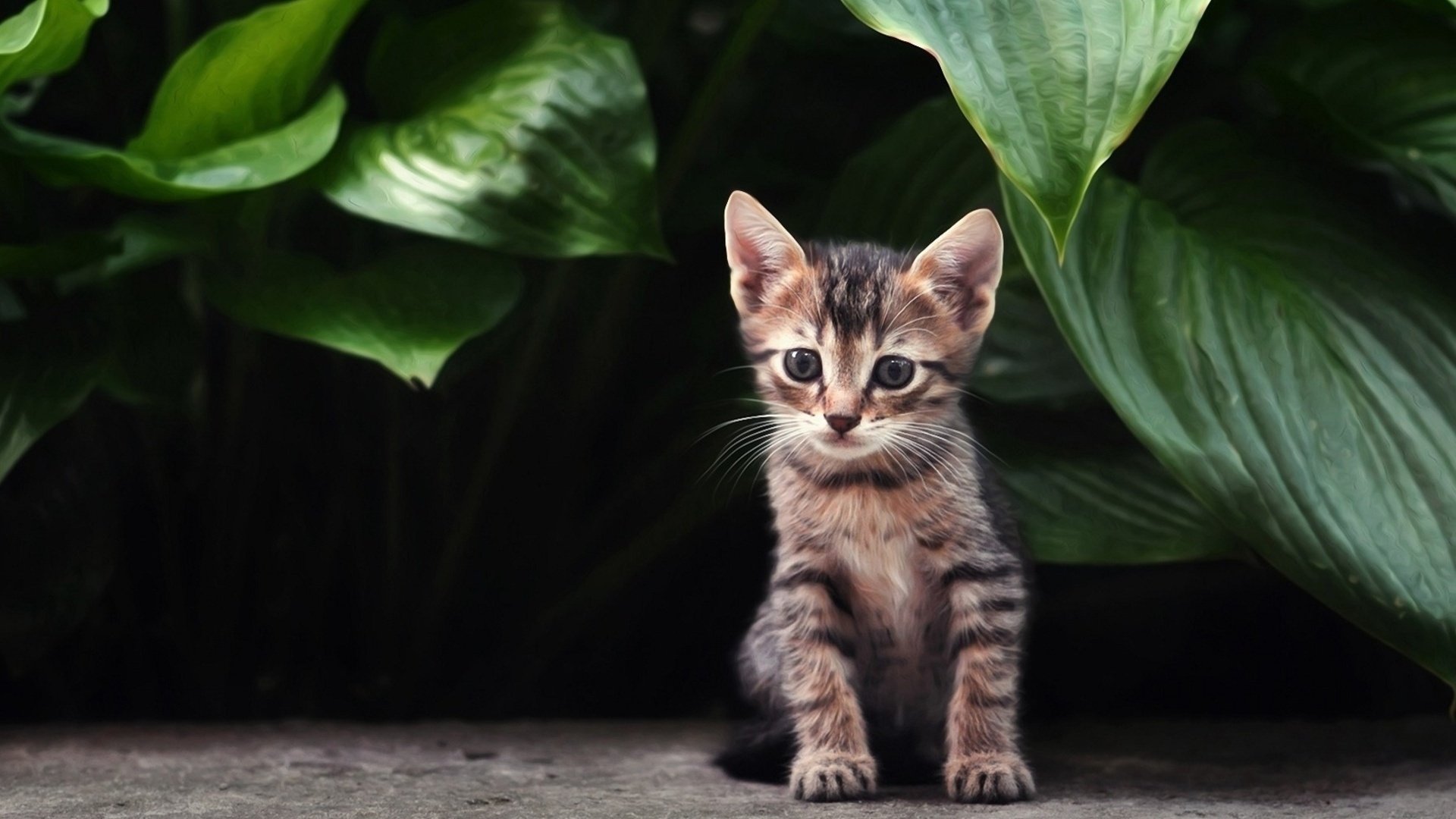 Обои растения, листья, кошка, взгляд, котенок, полосатый, plants, leaves, cat, look, kitty, striped разрешение 1920x1080 Загрузить