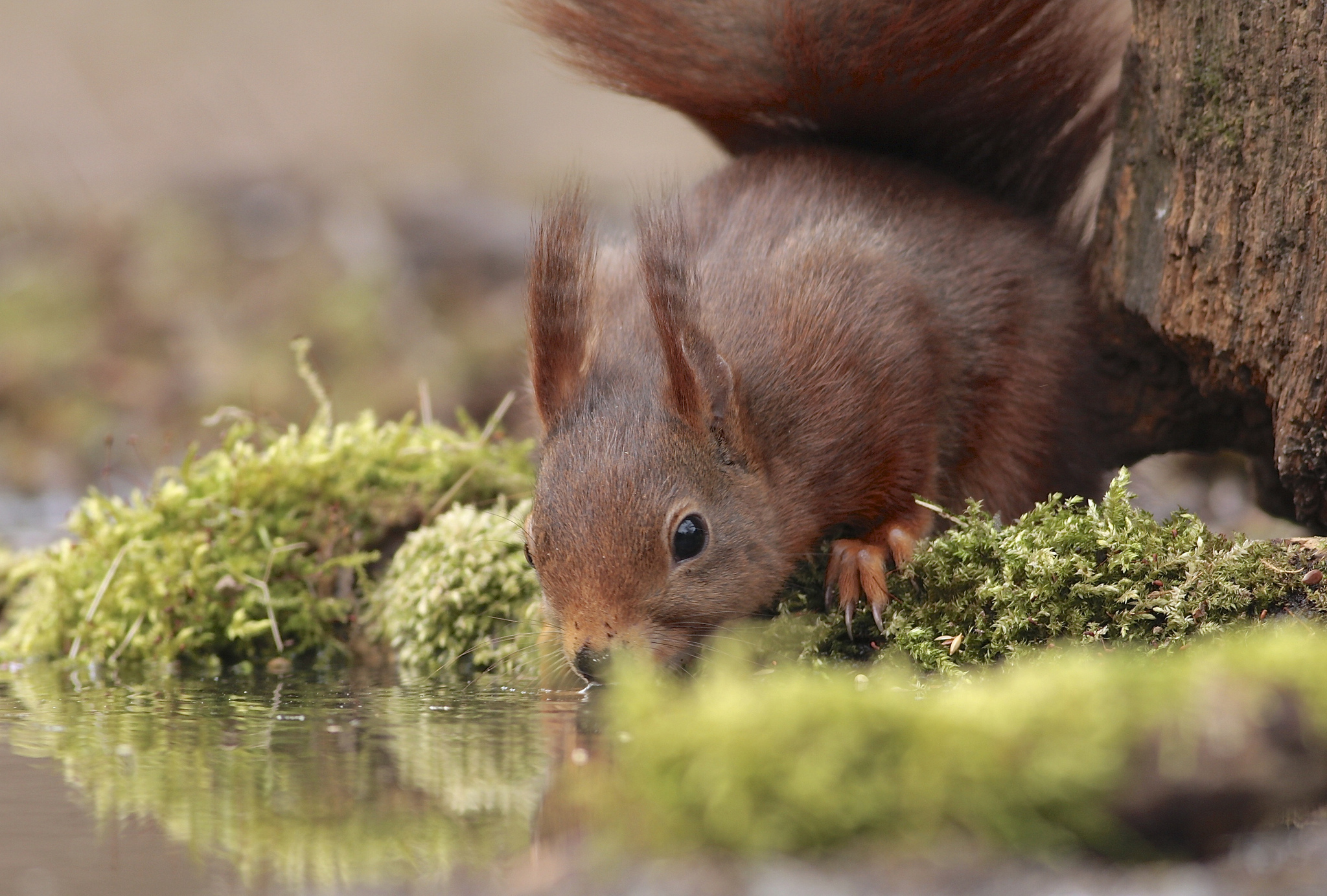 Обои вода, отражение, мох, животное, белка, водопой, грызун, water, reflection, moss, animal, protein, drink, rodent разрешение 2048x1384 Загрузить