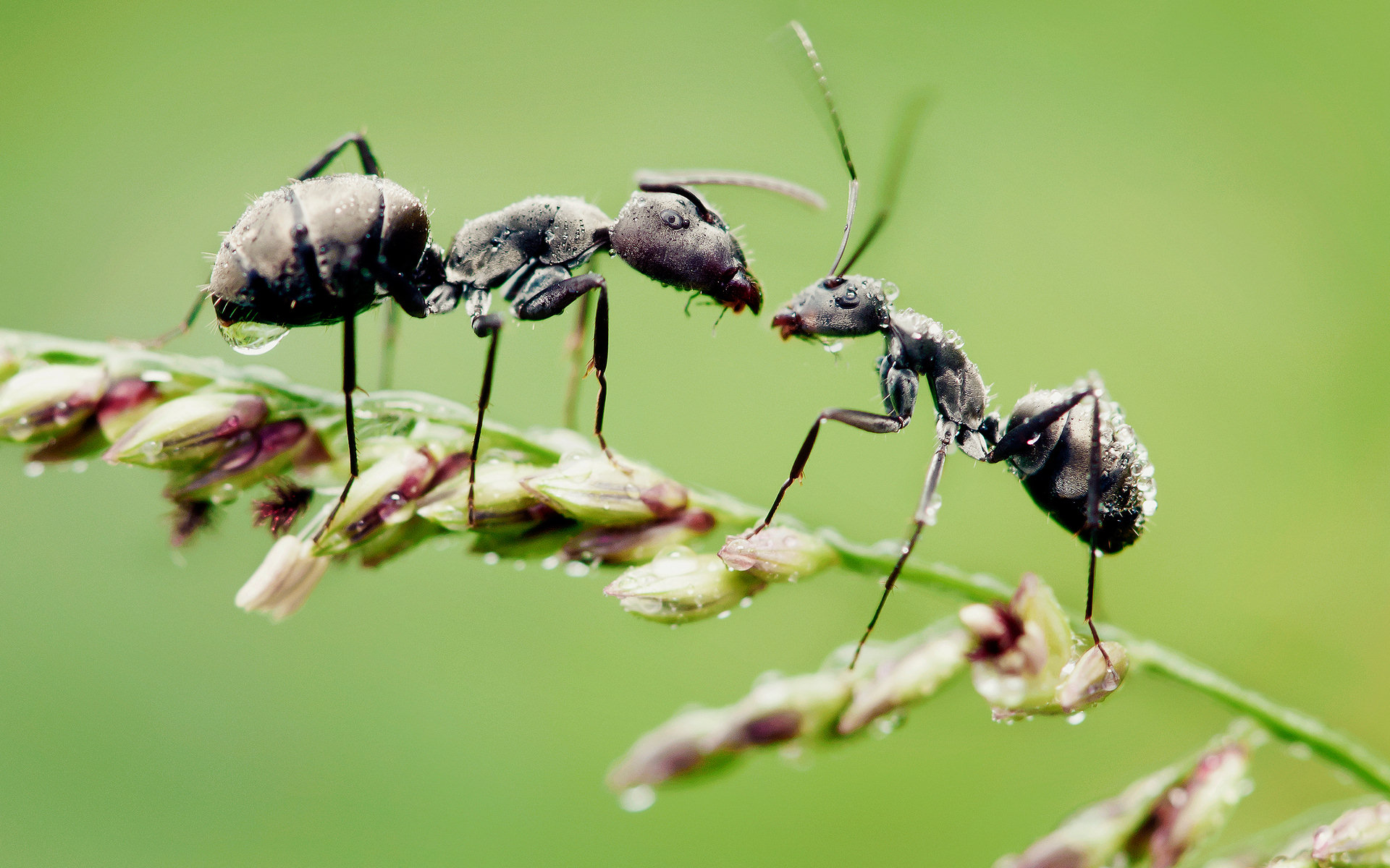 Обои трава, макро, капли, насекомые, муравьи, grass, macro, drops, insects, ants разрешение 1920x1200 Загрузить