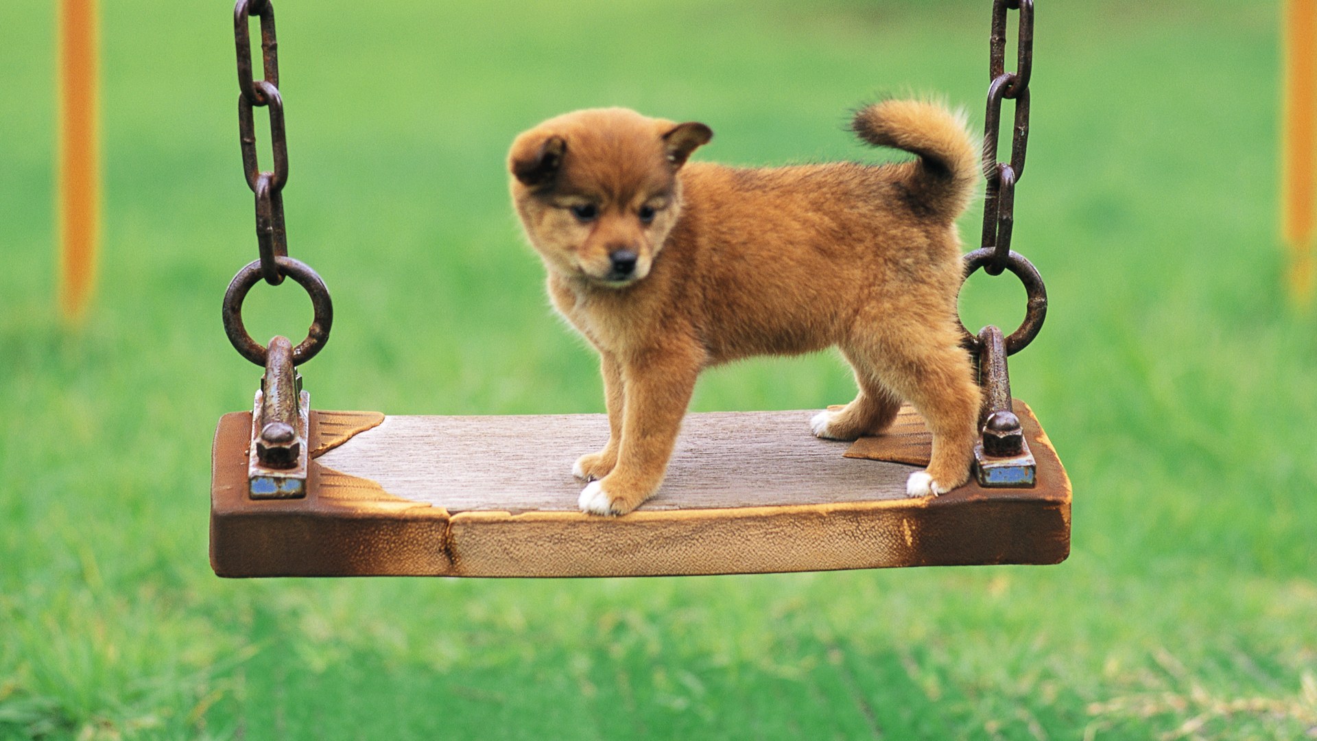 Обои фон, собака, щенок, качели, цепи, милый, background, dog, puppy, swing, chain, cute разрешение 1920x1080 Загрузить