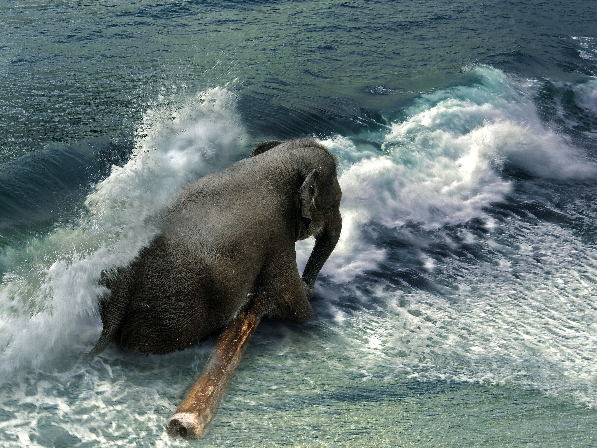 Обои вода, волны, море, слон, брызги, бревно, хобот, water, wave, sea, elephant, squirt, log, trunk разрешение 2048x1537 Загрузить