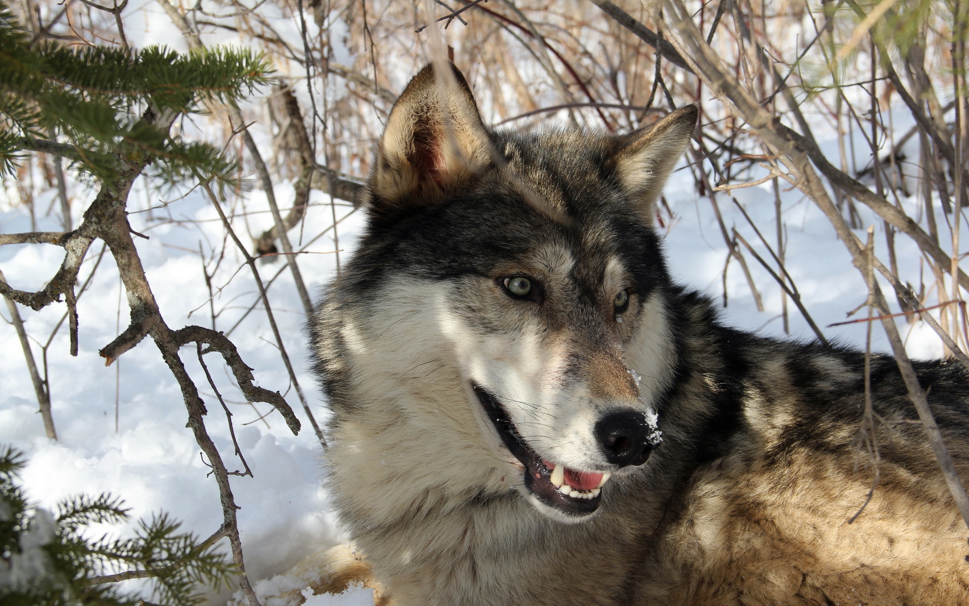 Обои снег, лес, зима, хищник, волк, snow, forest, winter, predator, wolf разрешение 1920x1200 Загрузить