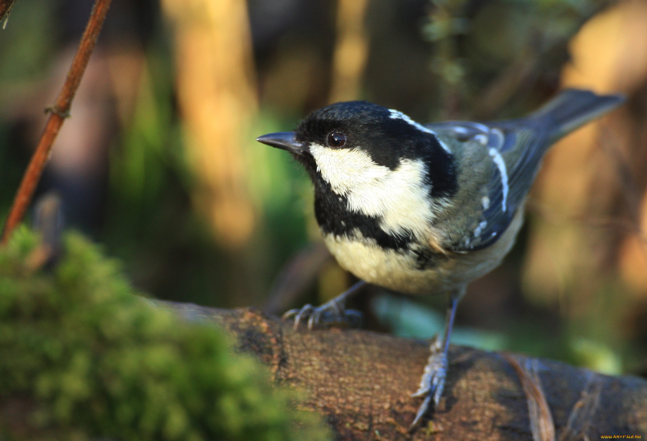 Обои природа, птица, клюв, птичка, синица, синичка, nature, bird, beak, tit, titmouse разрешение 2100x1432 Загрузить