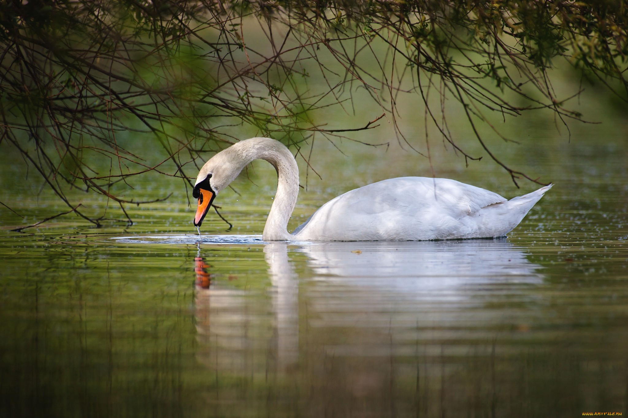 Обои вода, озеро, белый, птицы, лебедь, грация, шипун, water, lake, white, birds, swan, grace, mute разрешение 2048x1365 Загрузить